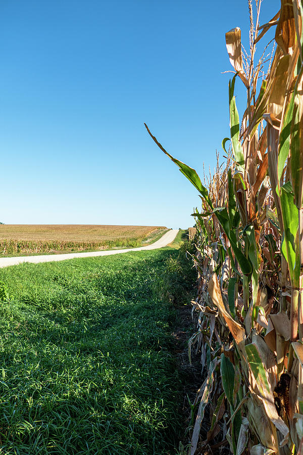 Iowa Corn Fields  #1 Photograph by Sandra Js