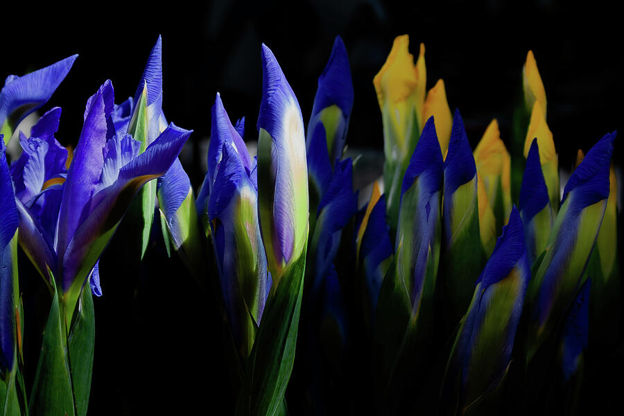 Iris Blooms #1 Photograph by David Patterson Iris Blooms #1 Photograph by David Patterson