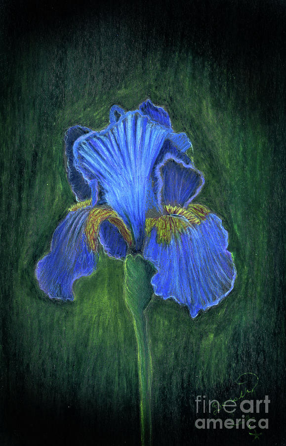 Iris  #2 Painting by Dorothy Lee