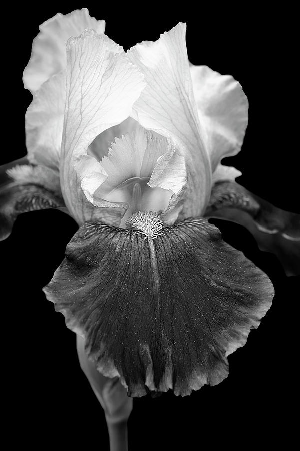 Iris Flower In Garden BW #1 Photograph by Susan Candelario