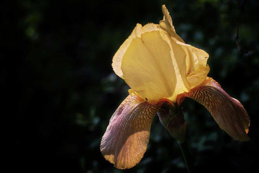 Iris #1 Photograph by George Taylor