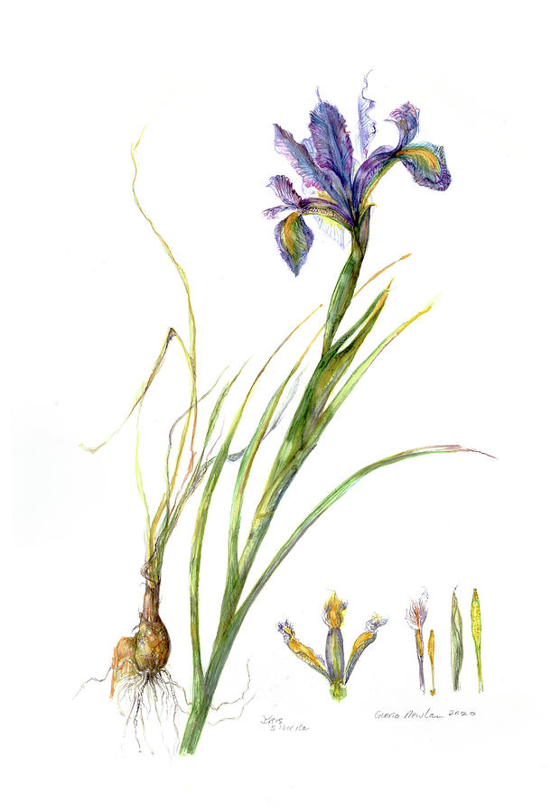 Iris  #1 Painting by Gloria Newlan