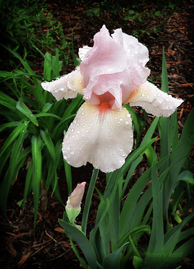 Iris in the Rain #1 Photograph by Beverly Read