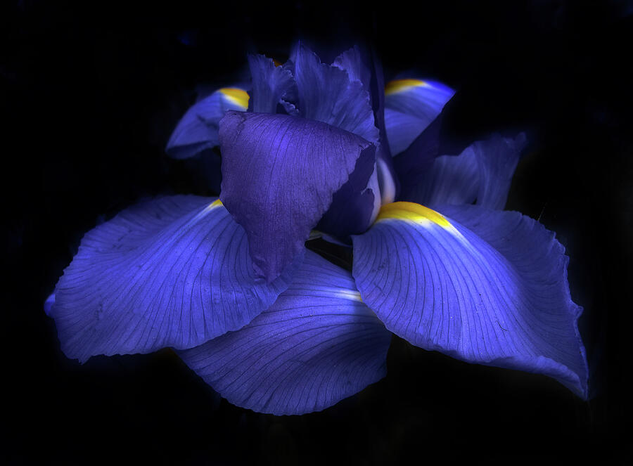 Iris Photograph by Jessica Jenney Iris Photograph by Jessica Jenney