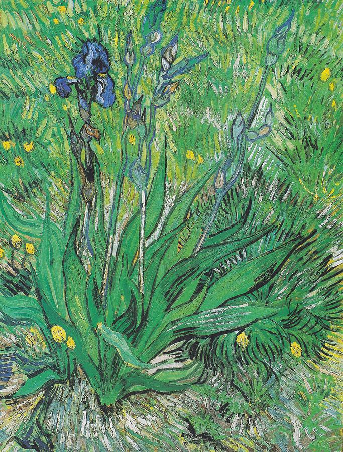 Vincent Van Gogh Painting - Iris #1 by Vincent van Gogh