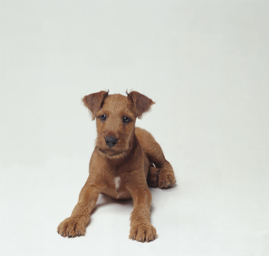 Irish Terrier Puppy #1 Photograph by GK Hart/Vikki Hart