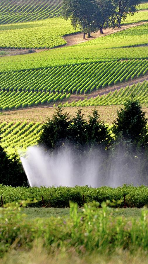 Farm Photograph - Irrigation Sprinkler 25192 #1 by Jerry Sodorff