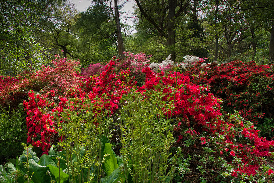 Isabella Plantation Photograph by Raymond Hill Pixels
