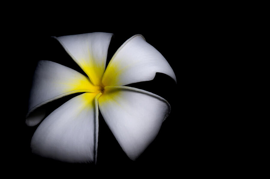 Isolated Fresh Plumeria On Black Background #1 Photograph by Tantawat