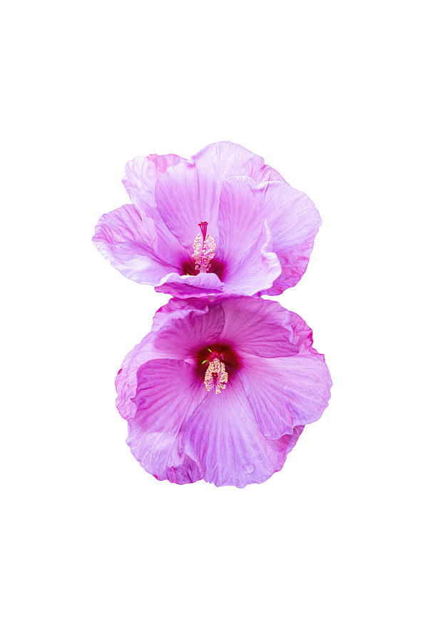 Isolated Hibiscus 2020-2 Photograph