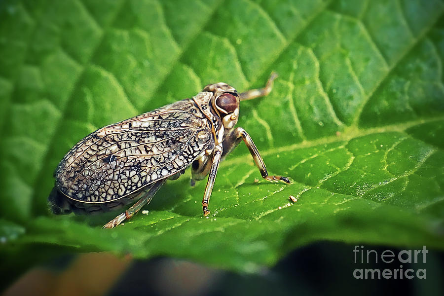 Issus Coleoptratus Planthopper Insect Photograph By Frank Ramspott