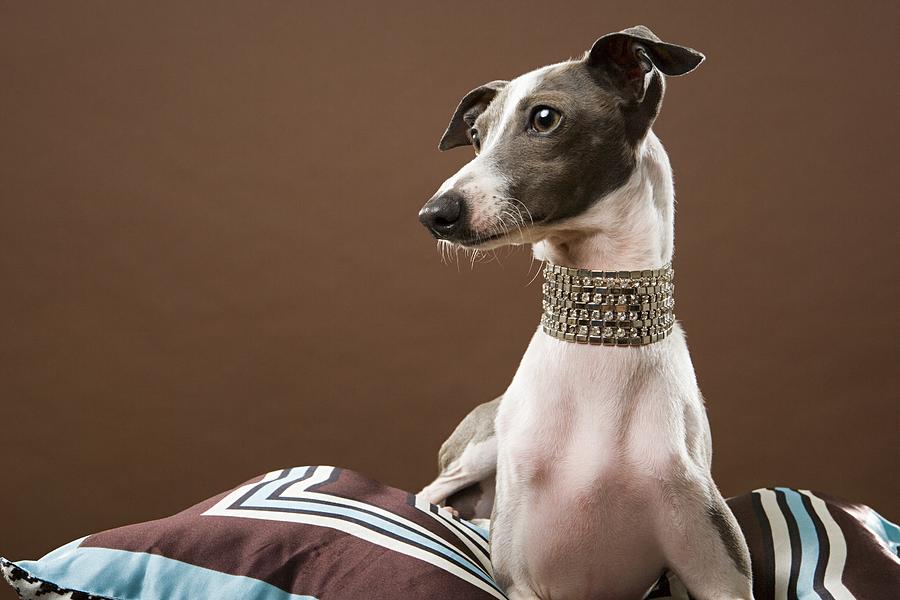 Italian greyhound #1 Photograph by Image Source