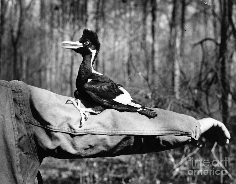 Ivory-Billed Woodpecker Nestling #1 Photograph by James T Tanner