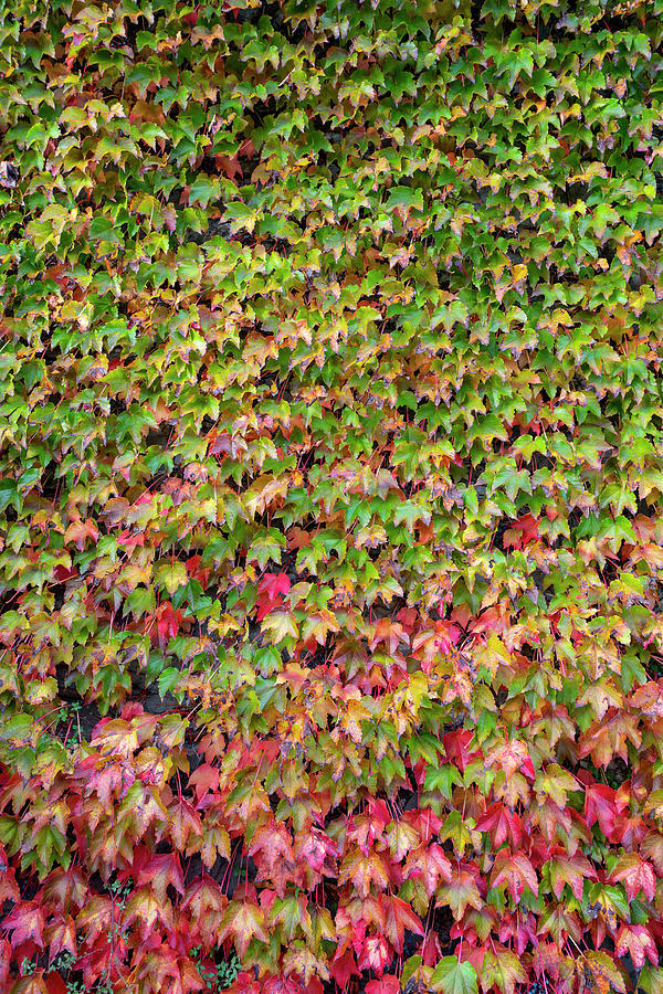 Ivy foliage Photograph by Sergio Delle Vedove | Fine Art America