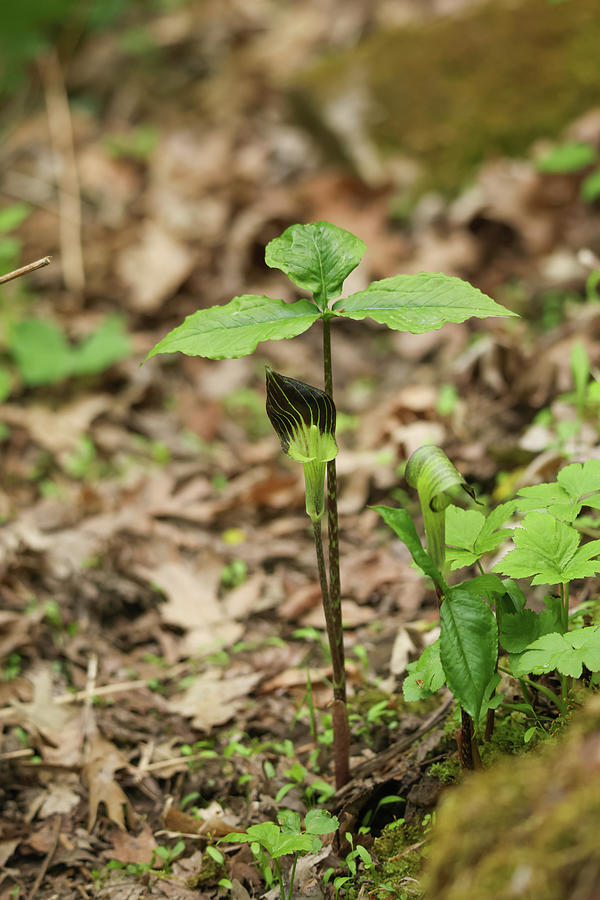 Jack in the Pulpit #1 Photograph by Brook Burling