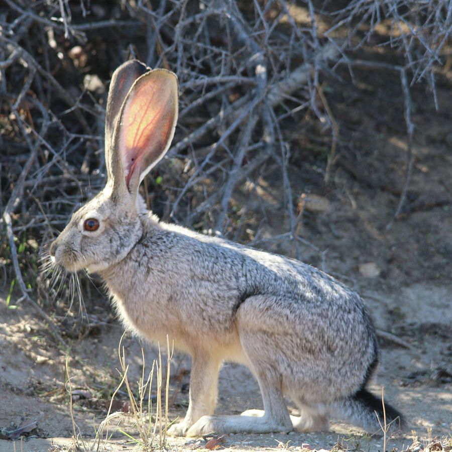 Jack Rabbit #1 Photograph by Perry Hoffman