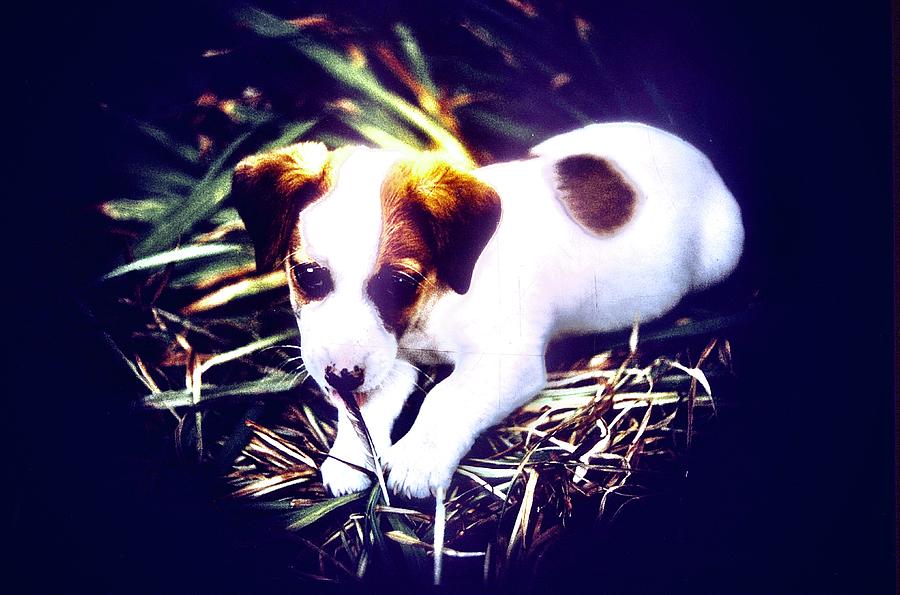 Jack Russell Terrier Puppy #1 Photograph by Gordon James