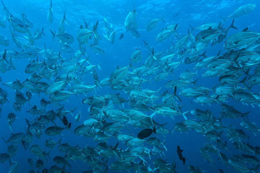 Jackfish - Palau, Micronesia #1 Photograph by Global_Pics