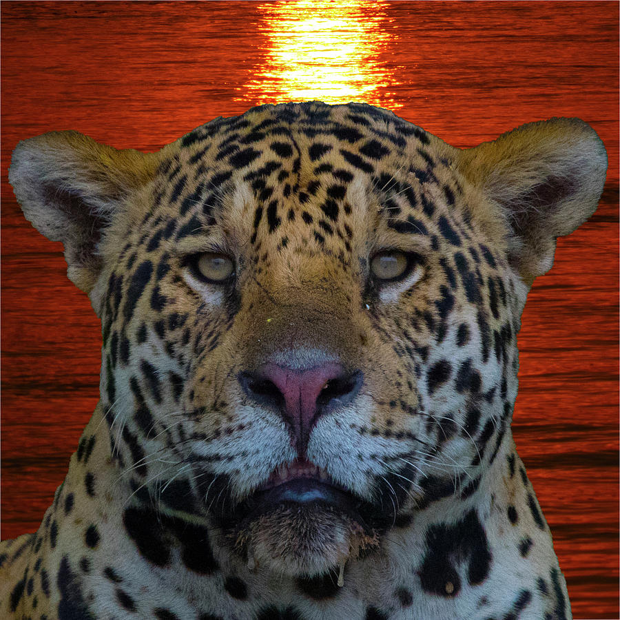 Jaguar #1 Photograph by Patrick Nowotny