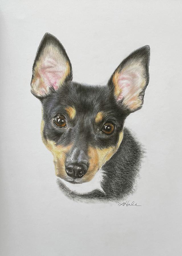 Jakie Drawing by Amanda Hall - Fine Art America