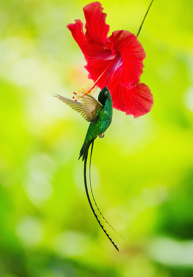 Jamaica, Hummingbird feeding with flower nectar #1 Photograph by Tetra Images