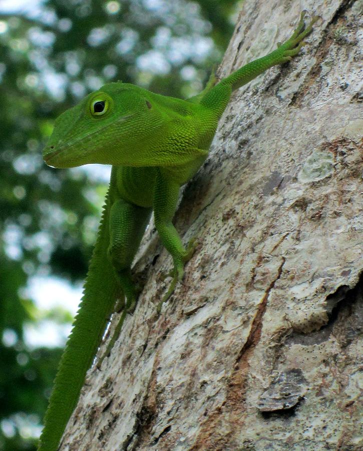 Jamaican Lizard Photograph By Mary The Barber Pixels   1 Jamaican Lizard Mary The Barber 