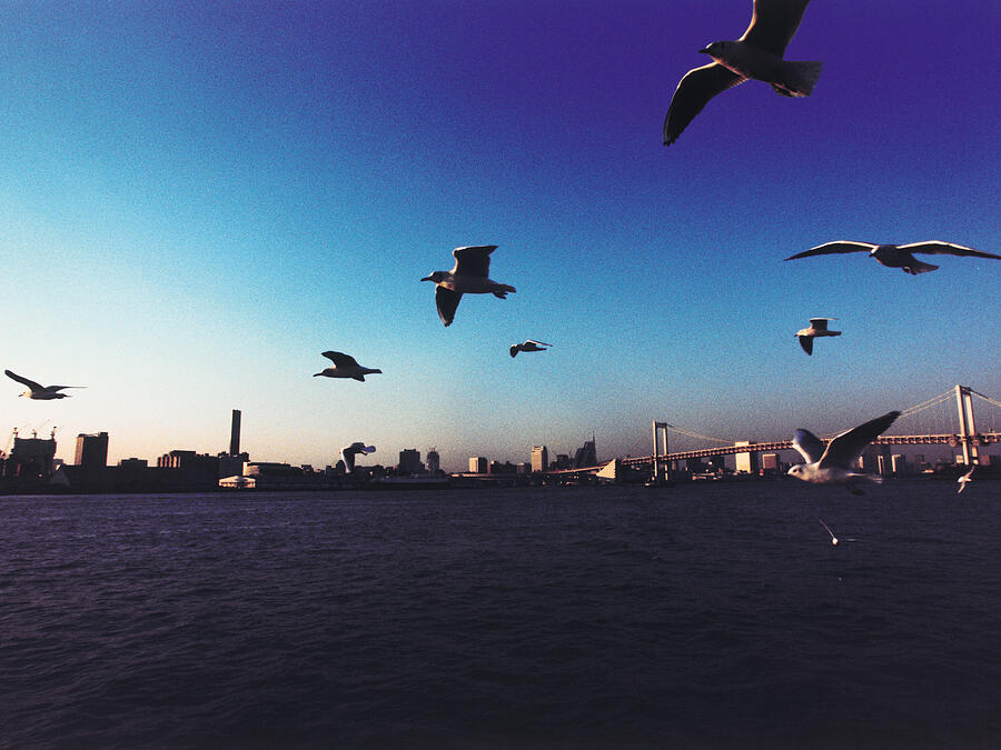 Japan, Tokyo Bay, Rainbow Bridge, Seagulls flying #1 Photograph by Dex Image