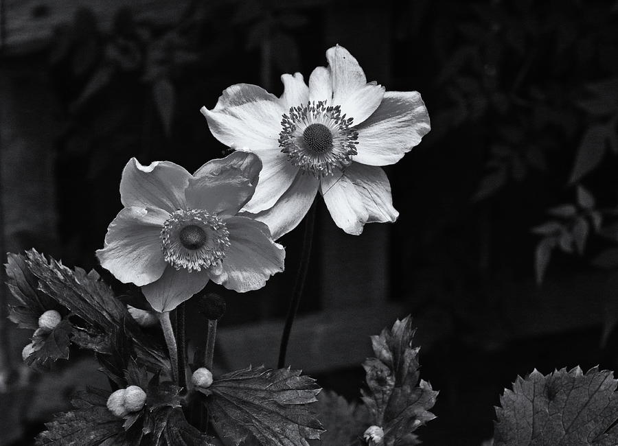 Japanese Anemone Monochrome #1 Photograph by Jeff Townsend