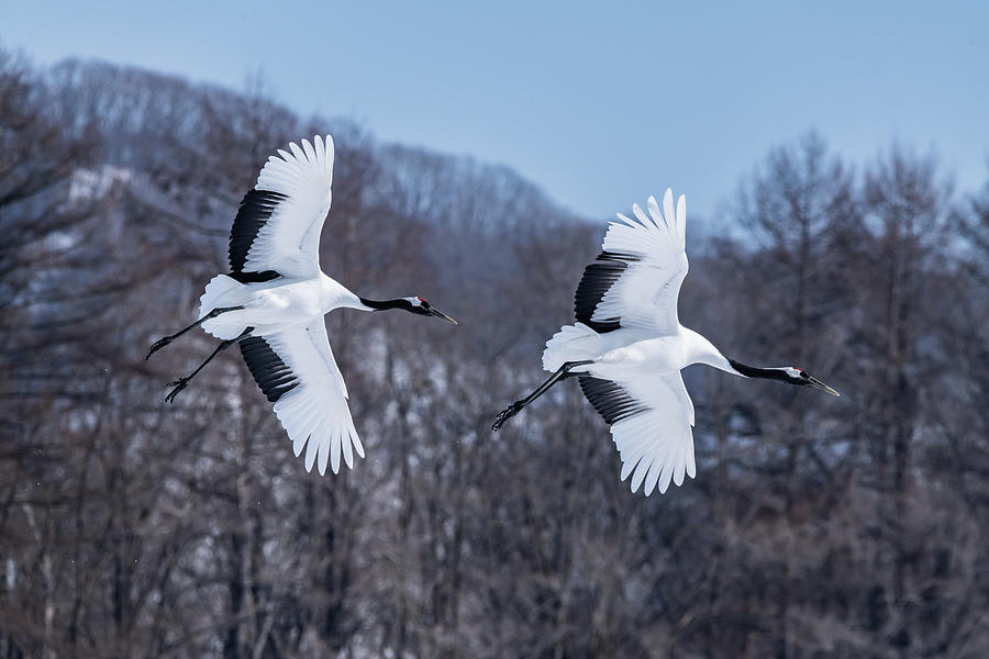 Japanese crane Photograph by Daisuke Kurashima | Pixels