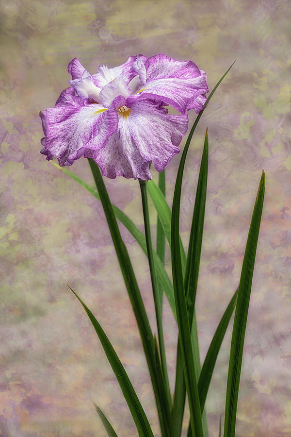 Iris Photograph - Japanese Iris #5 by Alinna Lee
