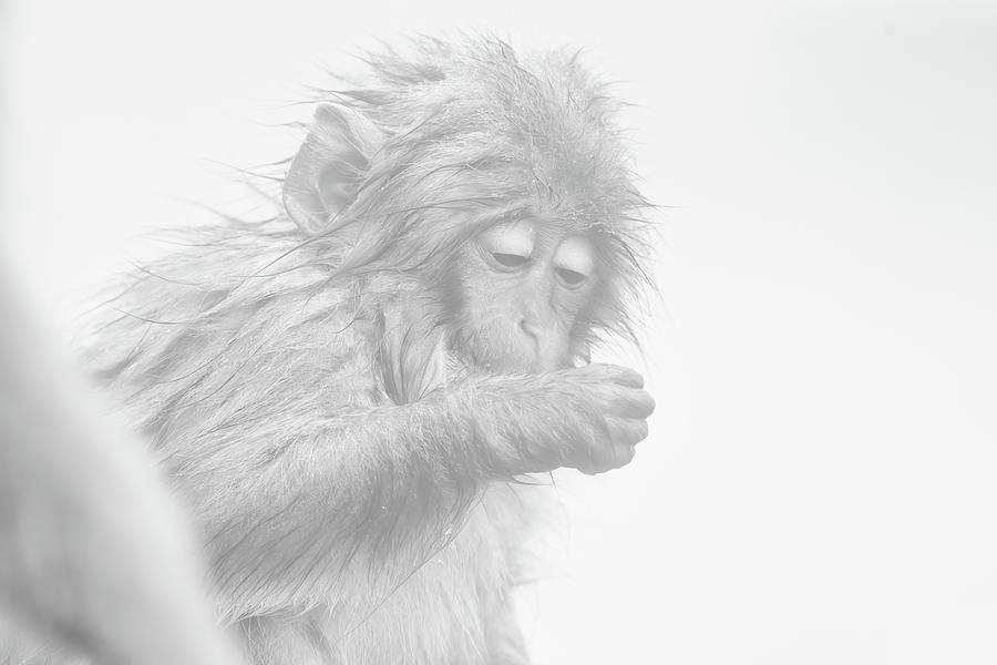 Japanese macaque #1 Photograph by Kiran Joshi