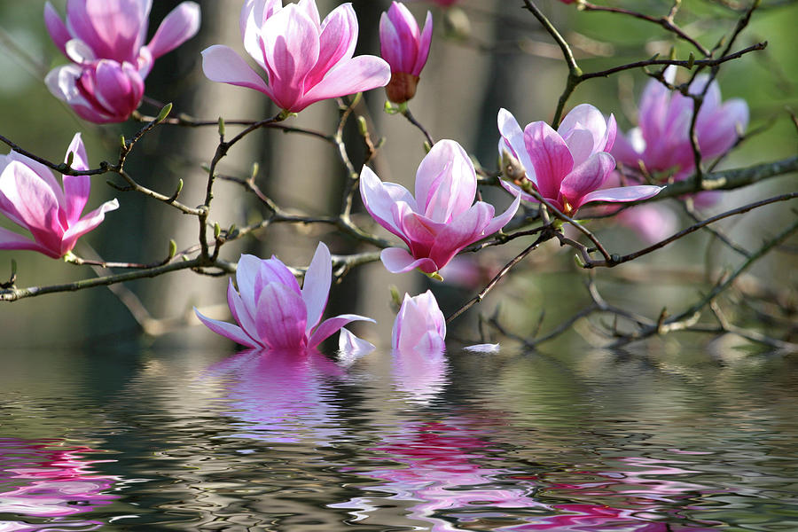 Japanese Magnolia #1 Photograph by Darryl Brooks