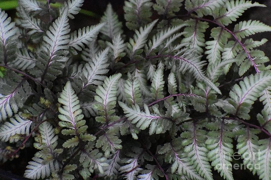 Japanese Painted Fern #1 Photograph by Jimmy Chuck Smith
