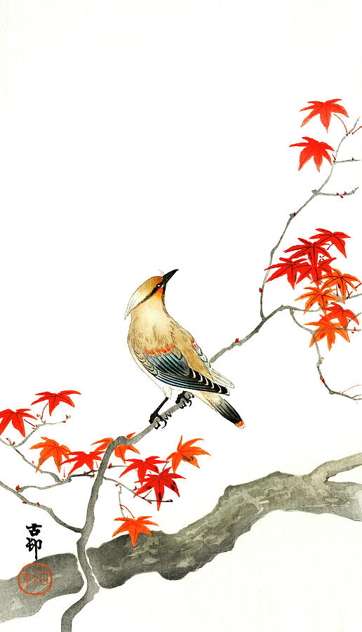 Ohara Koson Painting - Japanese plague bird on maple by Ohara Koson  by Mango Art