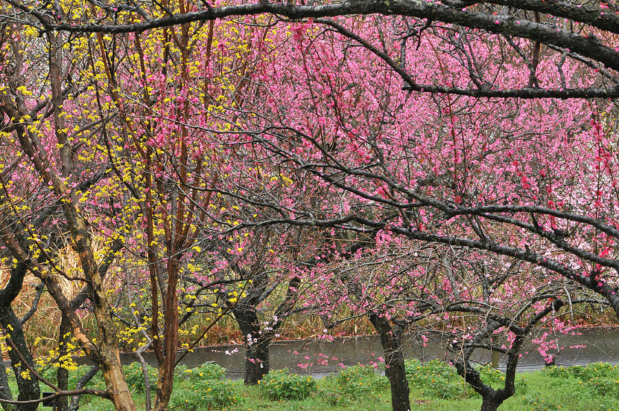 Japanese Plum Blossom #1 Photograph by Magicflute002