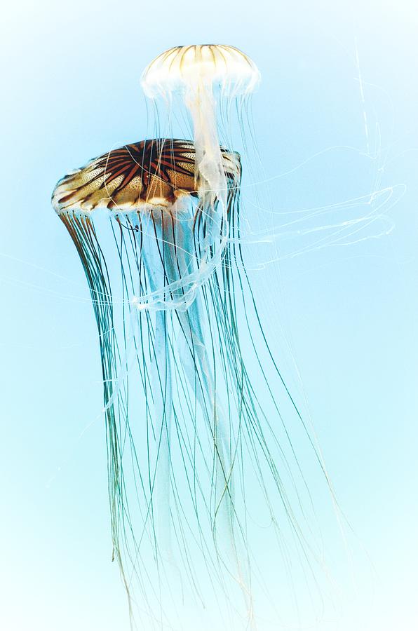 Japanese Sea Nettles Jellyfish #2 Photograph