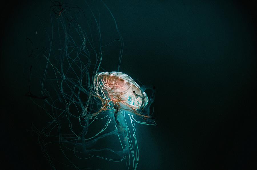 Japanese Sea Nettles Jellyfish #1 Photograph by Marianna Mills