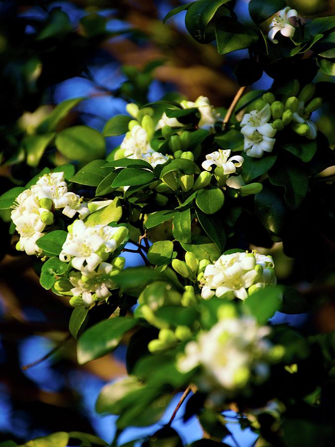 Jasmine Blooms #1 Photograph by Christopher Mercer