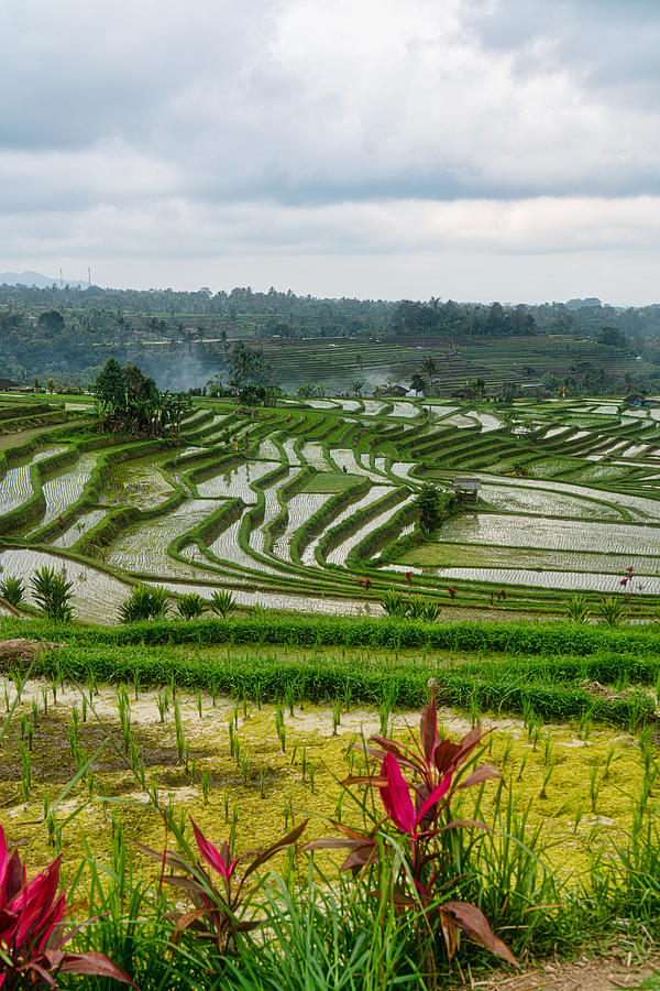 Jatiluwih the biggest rice terraces landmarks in Bali #1 Photograph by Mauro Tandoi