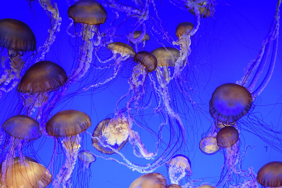 Jelly Fish Swarm #1 Photograph by Mike Fusaro