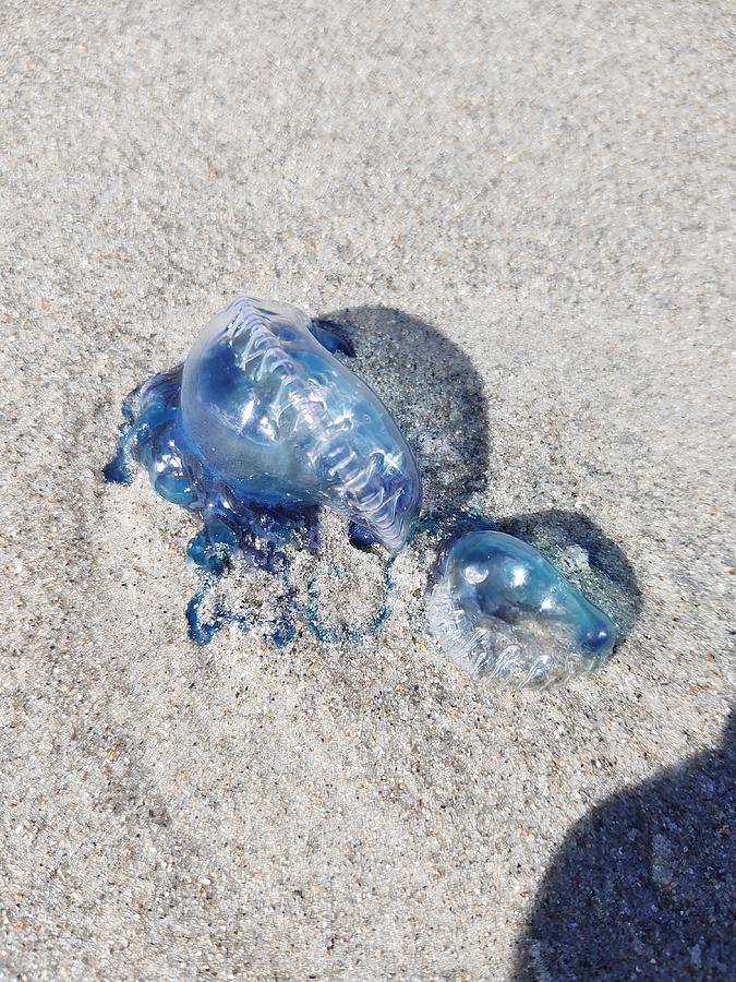 Jellyfish Photograph by Christina Baldwin