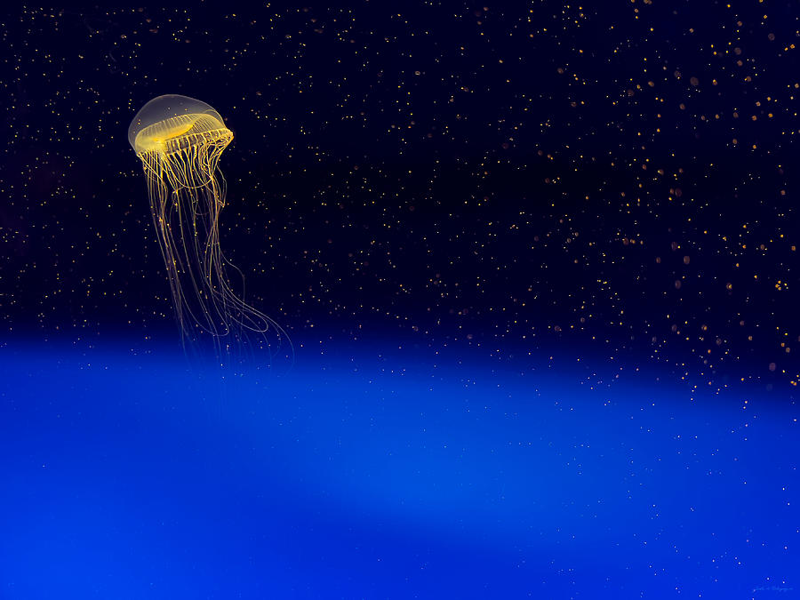 Jellyfish in Aqua Space #2 Photograph by John A Rodriguez