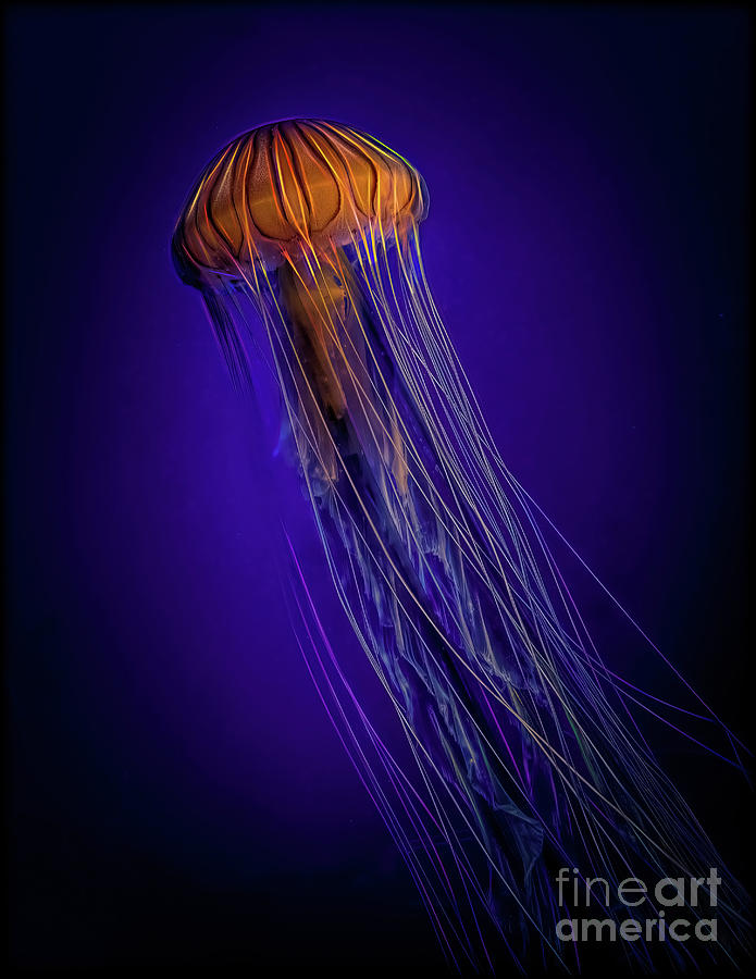 Jellyfish 1 Photograph by Nick Zelinsky Jr