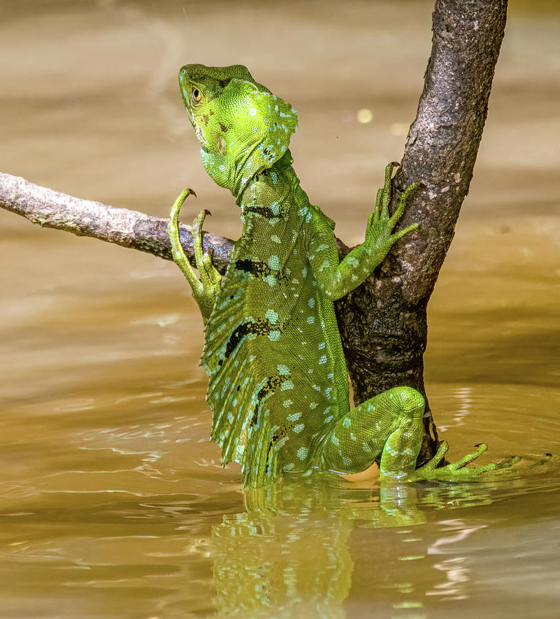 Jesus Christ Lizard, Costa Rica #1 Photograph by Marcy Wielfaert