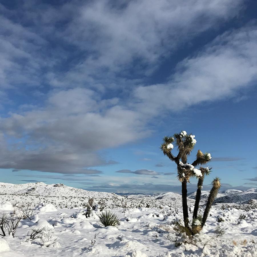 Joshua Tree in the Snow #2 Photograph by Perry Hoffman