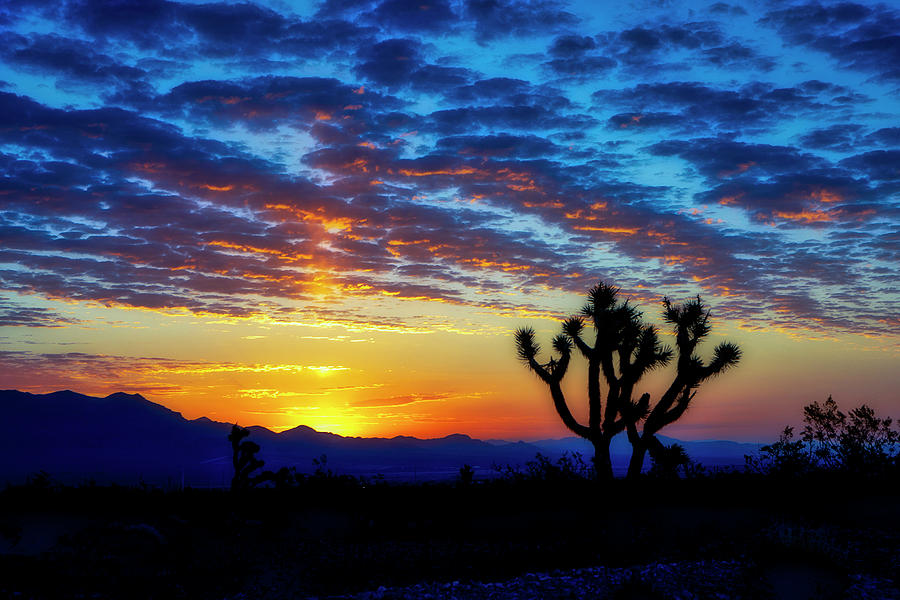 Joshua Tree Photograph by Larry Hanna - Fine Art America