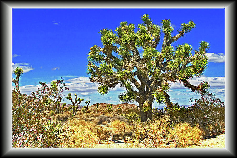Joshua Tree #1 Photograph by Richard Risely
