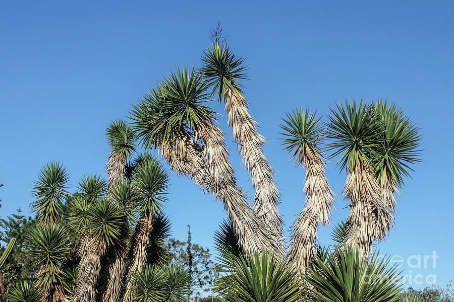 Joshua Trees Against the Sky #1 Photograph by Susan Vineyard