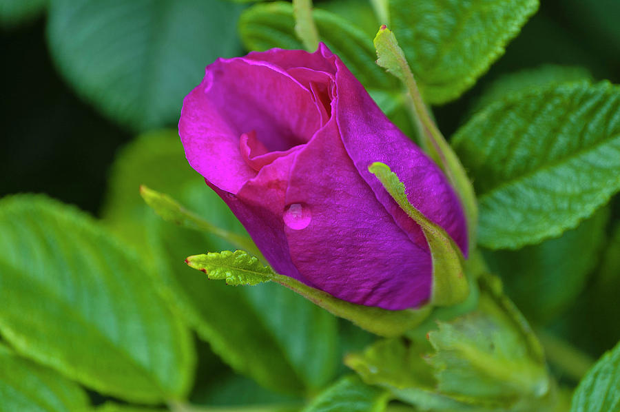 Whidbey Island Photograph - July Corsage #1 by Tom Trimbath