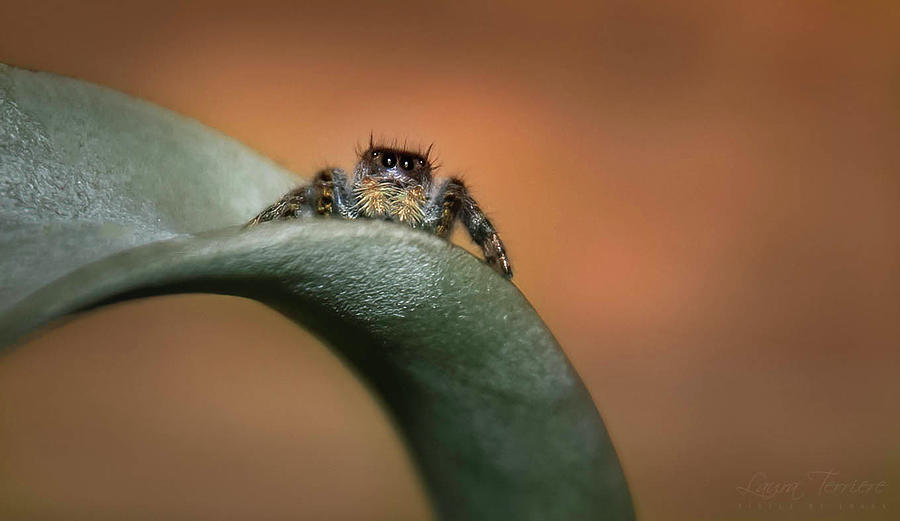Jumping Spider #1 Photograph by Laura Terriere